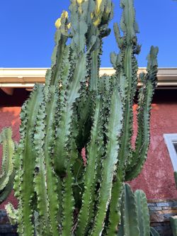 Euphoria African Milk Cactus