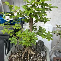 Very Myrtle Bonsai Tree