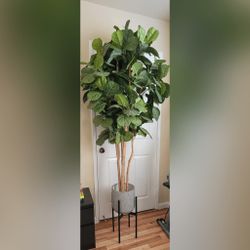 Faux fiddle fig- MUST GO!