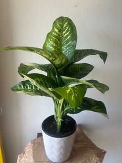 Dumb Cane