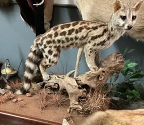 Taxidermy-Of-The-Day: Standing Genet