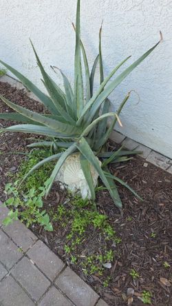 Aloe Vera Plants For Sale