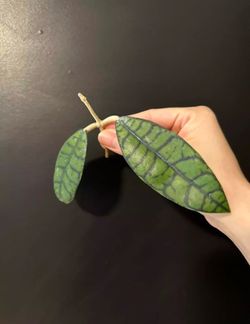 Hoya callistophylla sp angan