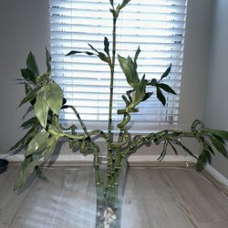 Bamboo Plant Decor 
