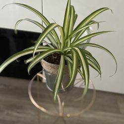 Housplant Spider Plant