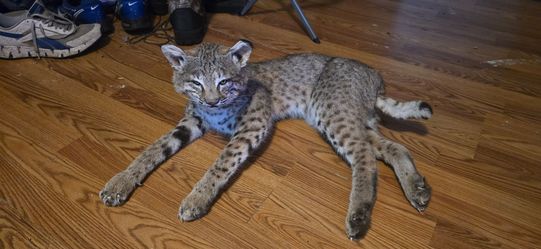 Soft tan bobcat mount it is flexible