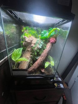 12x12x18 enclosure for arboreal reptiles