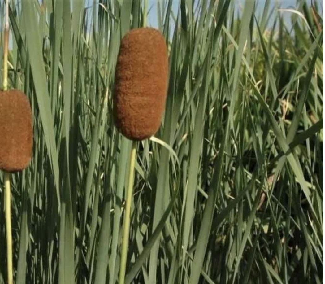 Cattail Plant