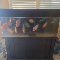 Fish Tank anf stand