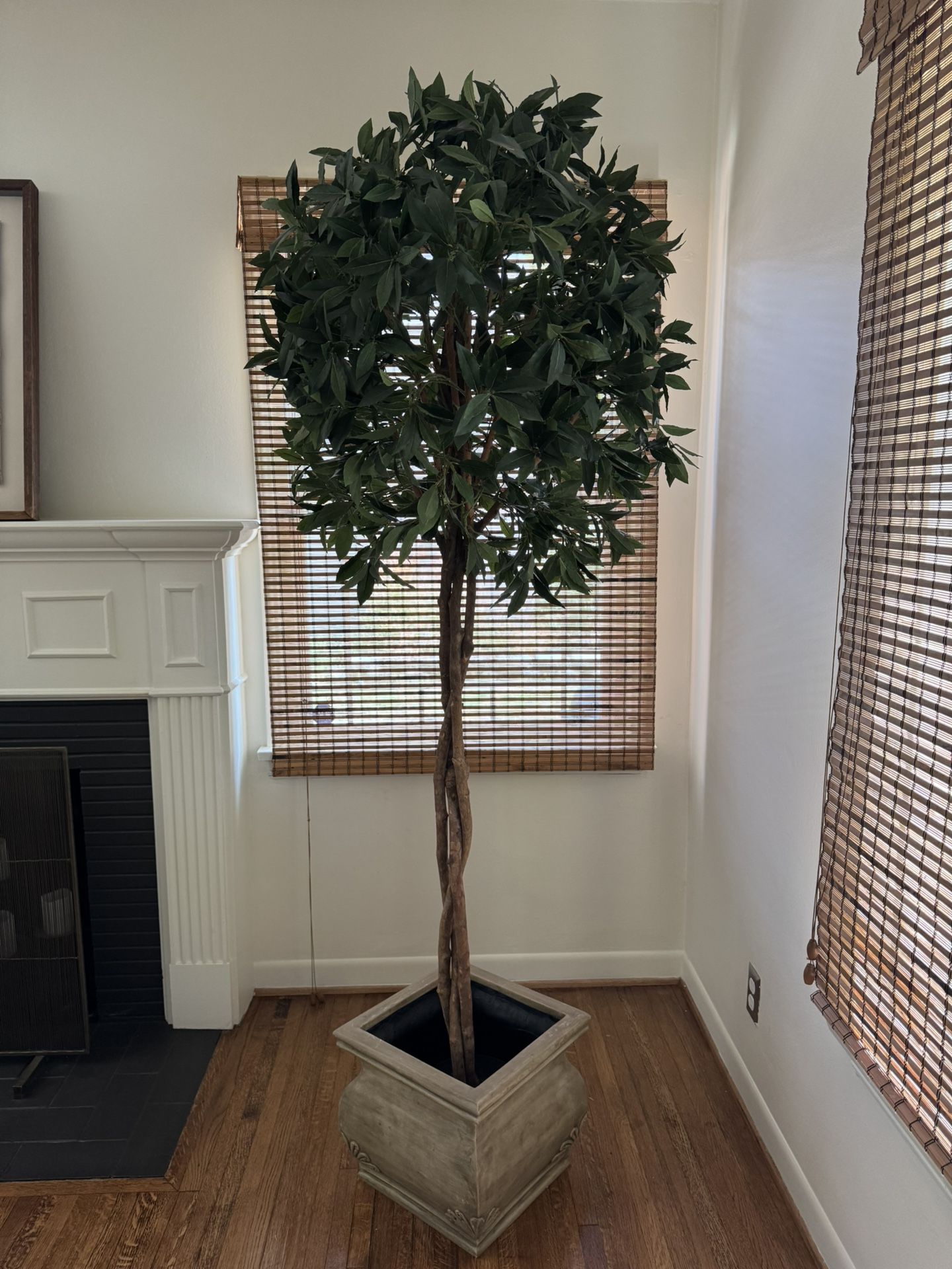 Artificial Faux 7 ft Ficus Topiary 🌳