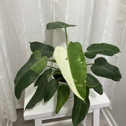 Super Rare Emerald Queen Philodendron Houseplant 