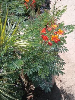 Mexican red bird of Paradise 🐦 🕊️
