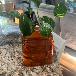 Pothos In Orange Container 