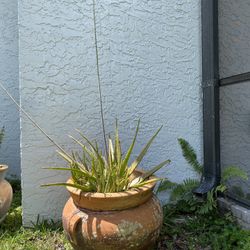 Large Terra Cotta Clay Pot With Aloe Vera