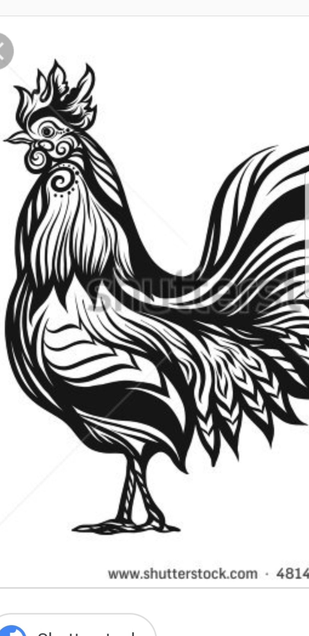 Gallo