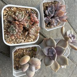 Succulents