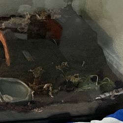 Leopard Gecko 🦎