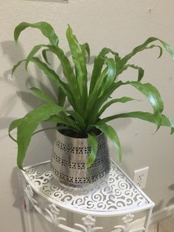 Beautiful fern in silver vase ❣️