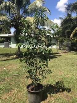 Soursop / Guanábana Tree