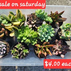 SUCCULENTS $4 Each AND UP SALE This Week IN San Lorenzo