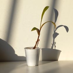 Rare Leopard Peace Lily Plant/ House Plant/ Indoor Plant Flower Patio Garden