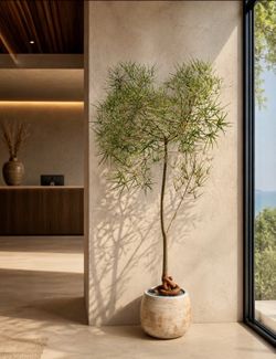 ~92” Tall Large Queensland Bottle Tree/ Brachychiton Rupestris (Planter Included)