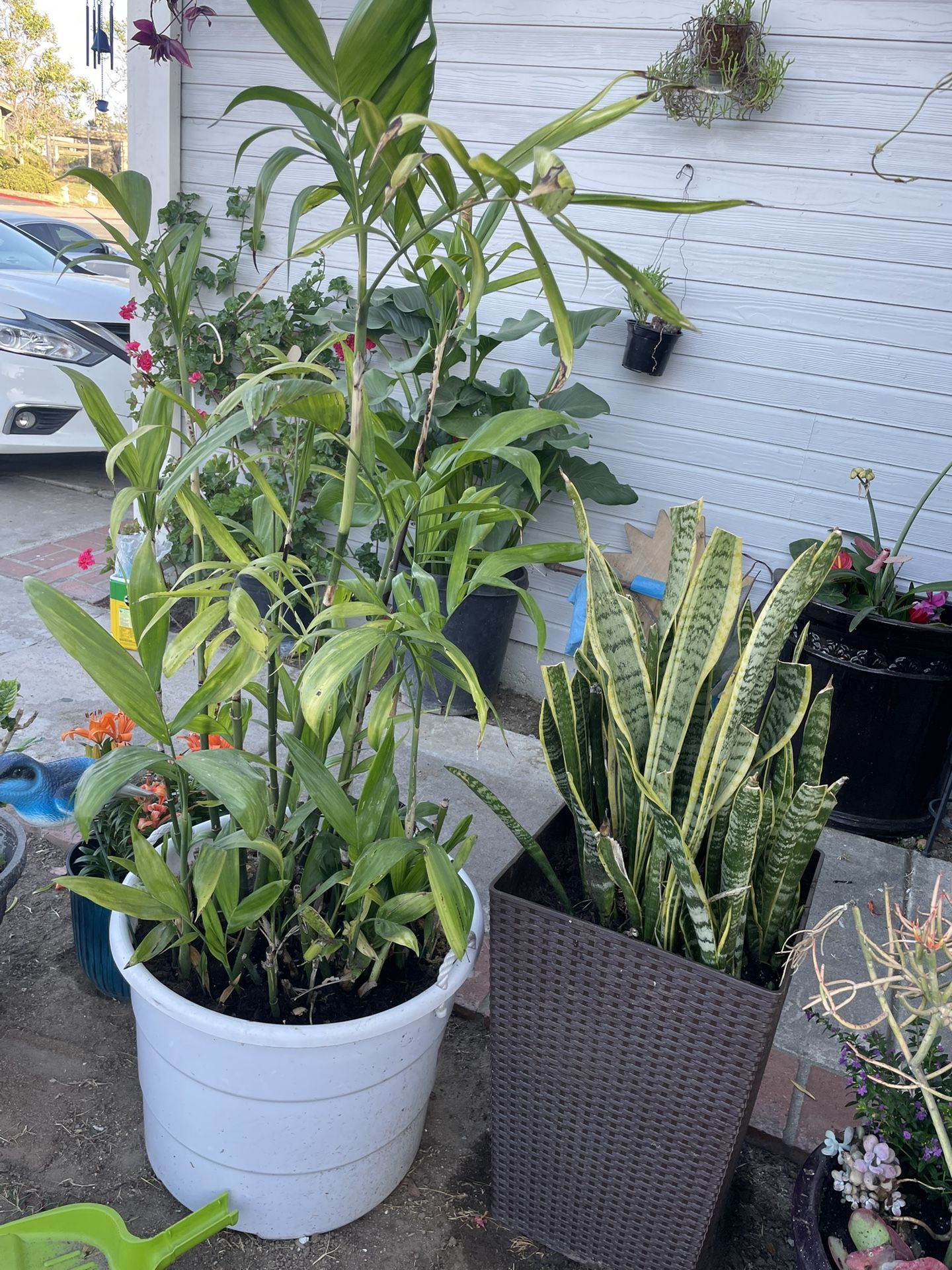 BEAUTIFUL BAMBOO PLANT SIZE 5 FEET $65