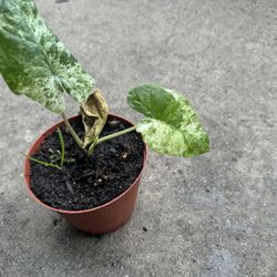 Variegated Alocasia