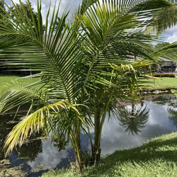 is neanthe bella palm toxic to cats Neanthe Bella Palm