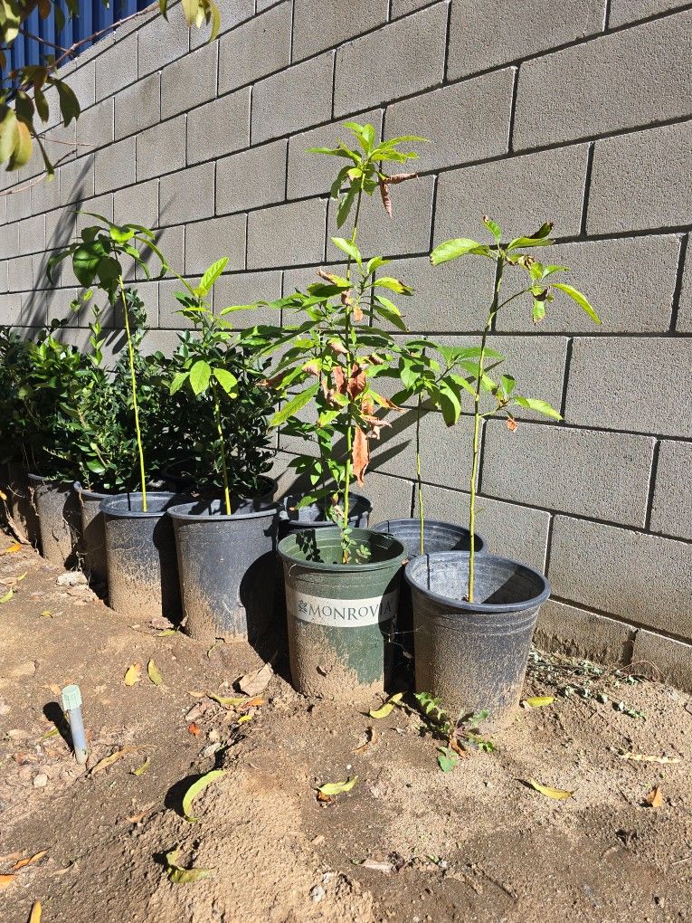 Hass Avocado Trees $5