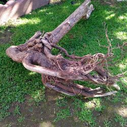 Natural Driftwood For Aquariums Terrariums Decor Etc 