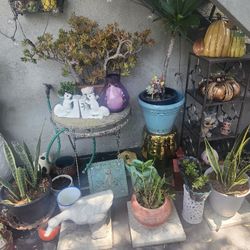 Alot Of Different Plants Different Pots And Plant Stands All For Sale!!!!!