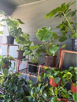 Plant Sale! Multiple Houseplants, Great Prices!