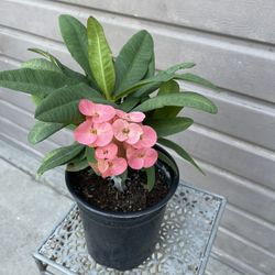 Crown Of Thorns Big Flower In One Gallon Pot 
