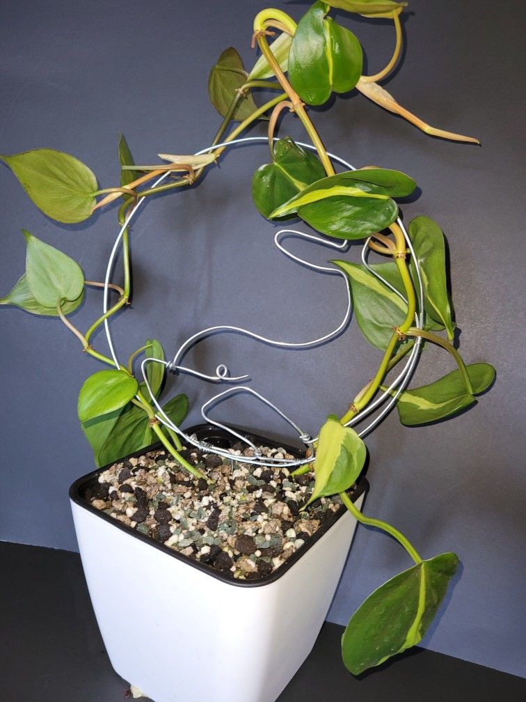 Whale plant Trellis