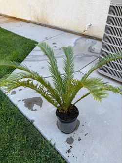 Sego plant