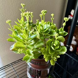 Two-Tone Kalanchoe – Full of Buds, Ready to Bloom 