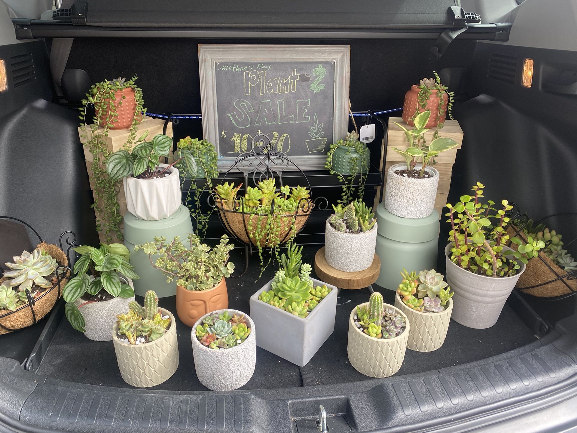 Plants For Sale