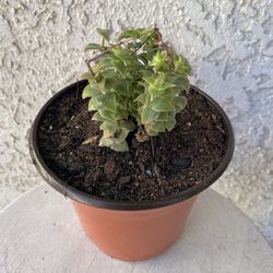 6 Inch Pot Rare Succulent Plant - Crassula Perforata  Variegated - String of Buttons Variegata - Rooted and Established Plant - Drought Resistant - 🪴