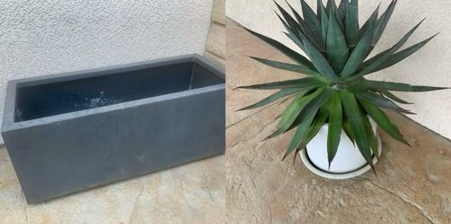 Agave Plant in Round Pot & Gray Rectangular Planter