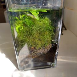 Small Desktop Fish Tank, Self Contained Eco System