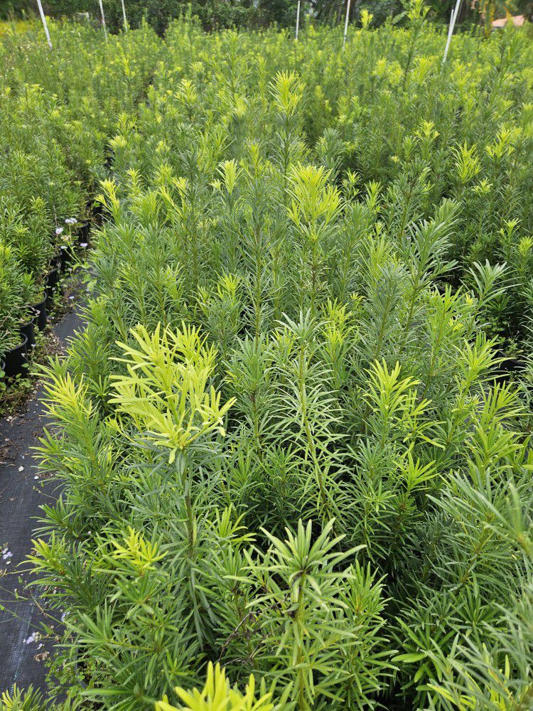 Podocarpus Al Size Available Staring  $6  About 3 Feet Tall. 4 Feet 6 5 Feet 6 Feet 7 Feet 8 Feet 9 Feet 10 Feet 