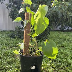 Young Monstera With Pothos Vine