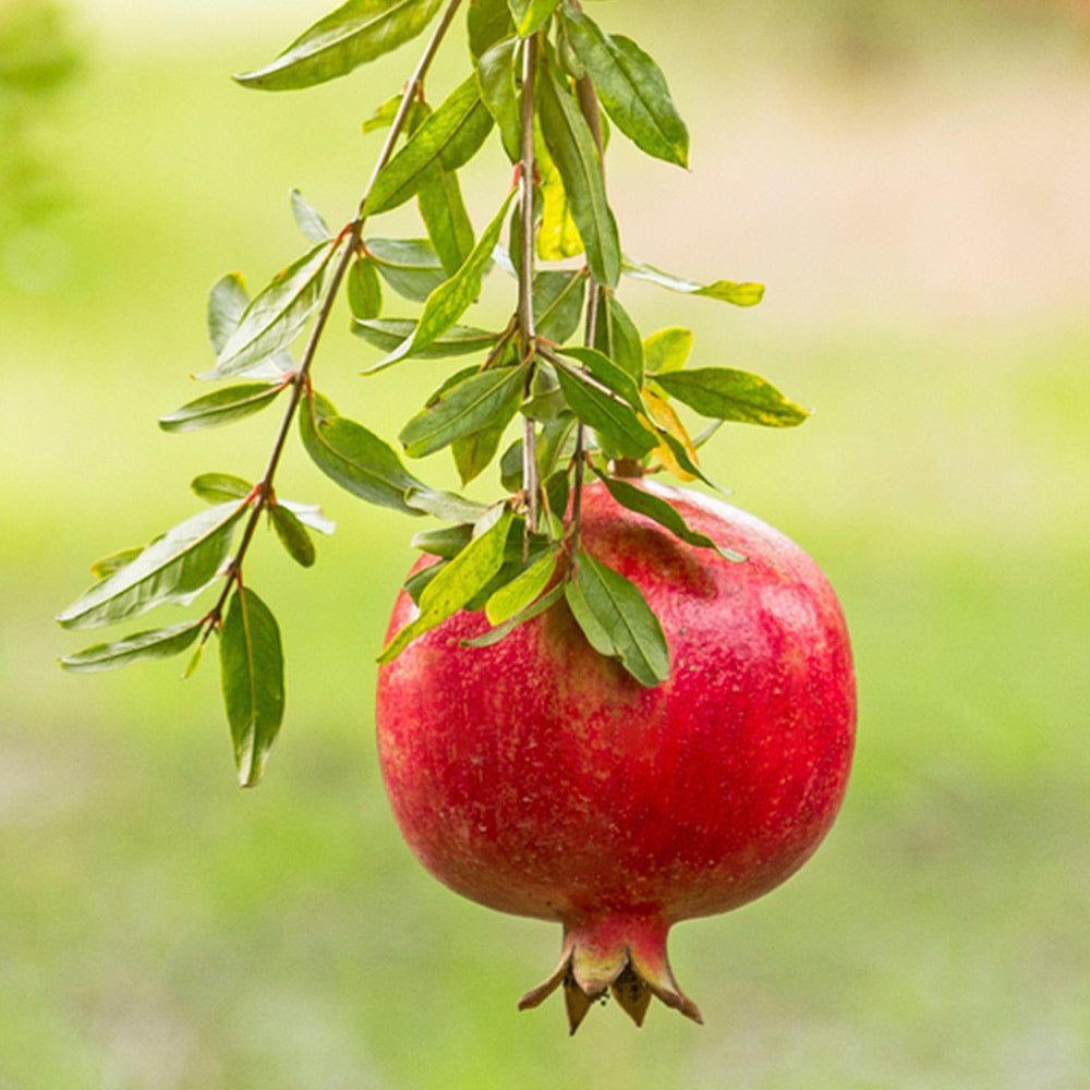 Pomegranate Seedlings