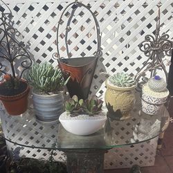 plants in assorted pots