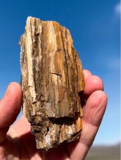 Petrified Wood