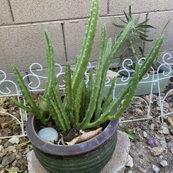 Stapelia Plant 