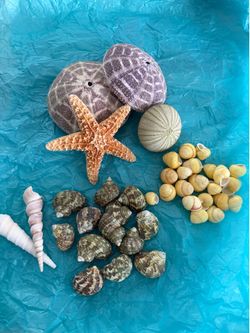 Assorted Seashells