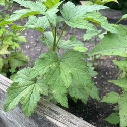 Black Currant Plants