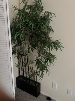 Selling decorative plant